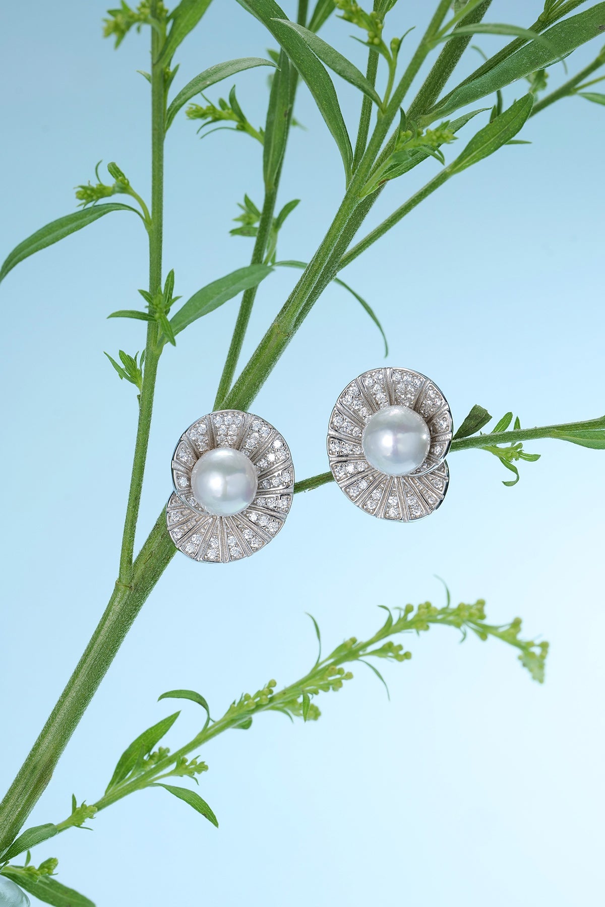 Seashell Freshwater Pearl Ear Stud Earrings